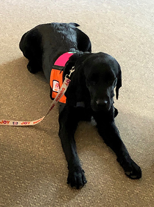 Cooper therapy dog