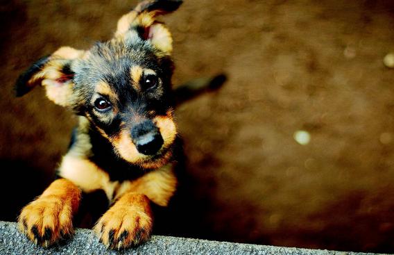 Small puppy