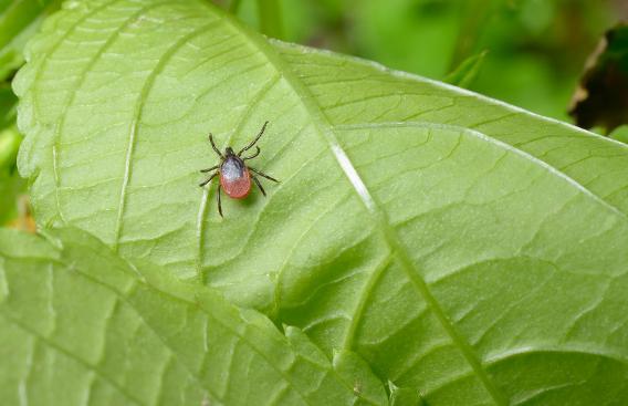 Tick on a leaf